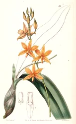 Prosthechea vitellina (als Syn. Epidendrum vitellinum)